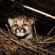 Illustration for article titled Mountain Lion Famous for Crossing LA Freeways Is Killed Crossing a Freeway